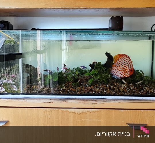 אקווריום זכוכית מעוצב ומותאם לרהיט עץ עם צמחיה ודג דיסקוס